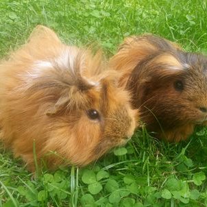 Profile Picture of Henry & Fritz (@RealGuineaPics) on Twitter