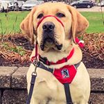 Profile Picture of Bentley the Assistance Dog (@bentleymhs) on Instagram