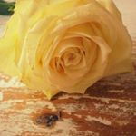 Profile Picture of Danielka Stodoláková (@danielkastodolakov) on Instagram