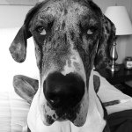 Profile Picture of Duncan & Zoey Lubas (@greatdaneduncanlubas) on Instagram