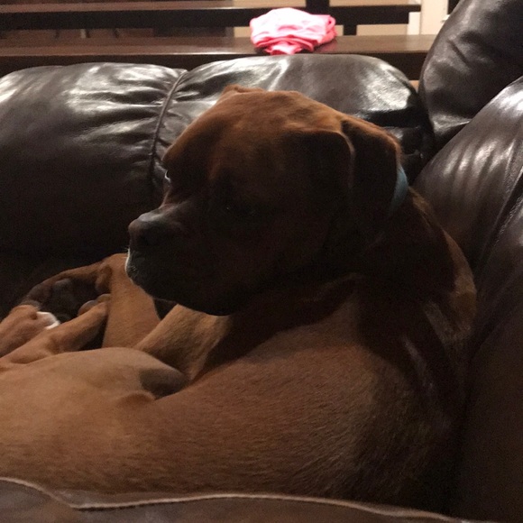 Profile Picture of Melanie Noll (@gmdksq) on Poshmark