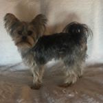 Profile Picture of Marilyn Myers (@marilynsyorkies) on Instagram