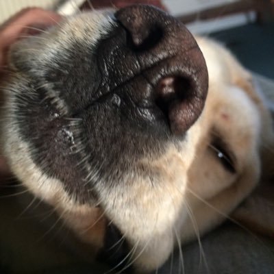 Profile Picture of Mary Crabtree (@mary_n_pippin) on Twitter