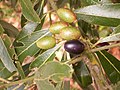 Profile Picture of Laurus novocanariensison Wikipedia