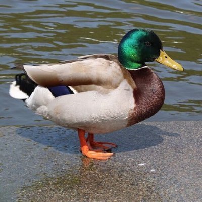 Profile Picture of Yeast (@RobertScarlata) on Twitter