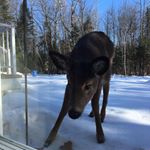 Profile Picture of Marcel Lamoureux (@lamoureuxmarcel) on Instagram