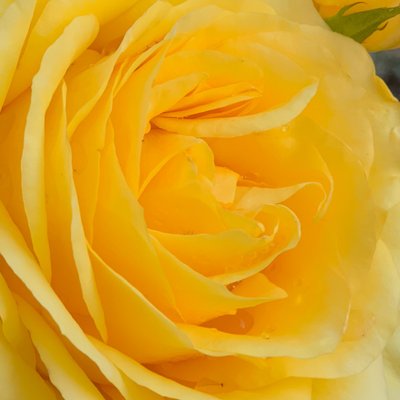 Profile Picture of Rachael Fay (@rachaelfay) on Twitter