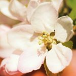 Profile Picture of Rosa Tong (@rosatong) on Instagram