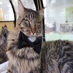 Profile Picture of Patricia Johnson (@oleynikovawisser) on Instagram