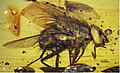 Profile Picture of Mesembrinellaon Wikipedia