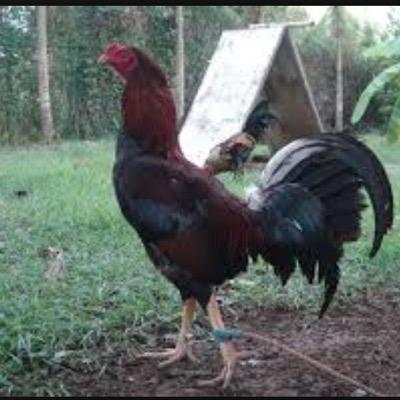 Profile Picture of Tony Lumley (@LumleyTony) on Twitter