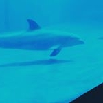 Profile Picture of aurora bonamico (@aurorabona) on Instagram