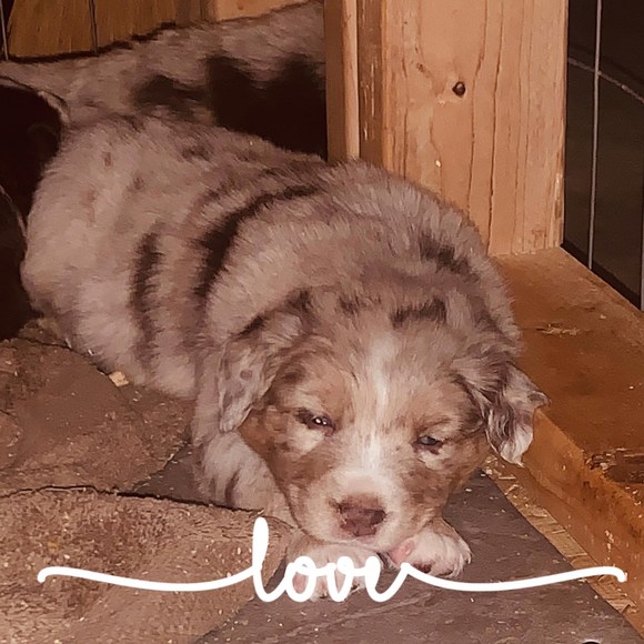 Profile Picture of Kellye Marshall (@tkel0903) on Poshmark