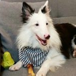 Profile Picture of Scott Giorgetti Bacchi (Cable) (@cable.sheltie) on Instagram
