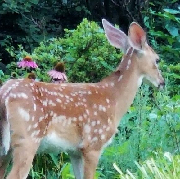 Profile Picture of Monica Costanzo (@mcos88) on Poshmark