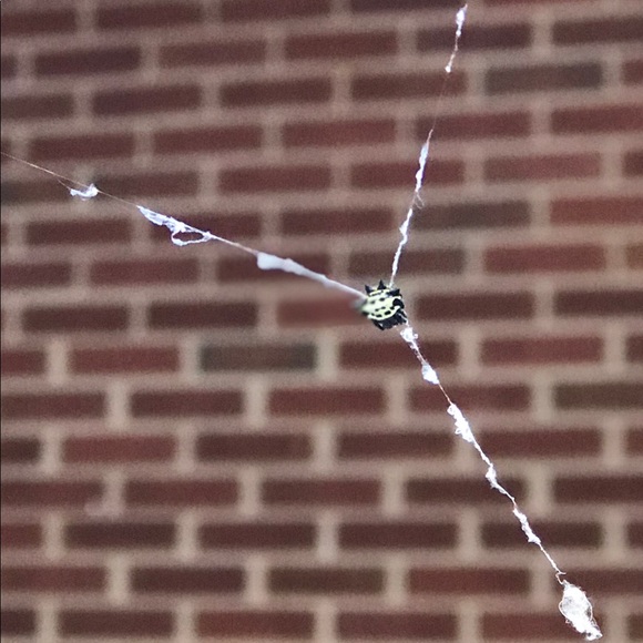 Profile Picture of Cass Saltzer (@casssaltzer) on Poshmark