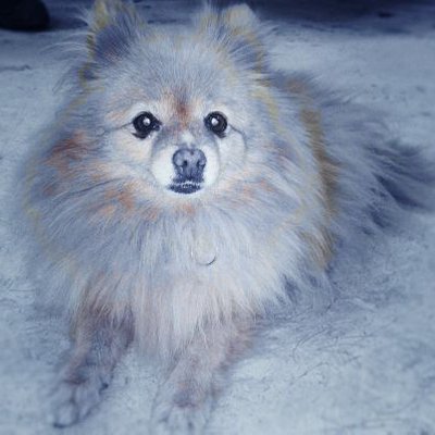 Profile Picture of Anne Lindblad (@LindbladAnne) on Twitter