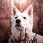 Profile Photo of Nellie - White Swiss Shepherd (@henlo.nellie) on Instagram