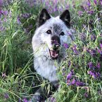 Profile Picture of Lori Lumgair (@roguesmom1) on Instagram