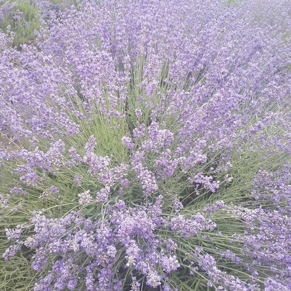 Profile Picture of Brandy Shields (@bs1313) on Poshmark