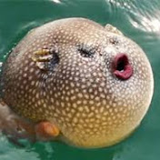 Profile Picture of Richard Humphreys (@richardhumphreys491) on Youtube