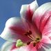 Profile Picture of Anne Lampert (@anne.lampert) on Facebook
