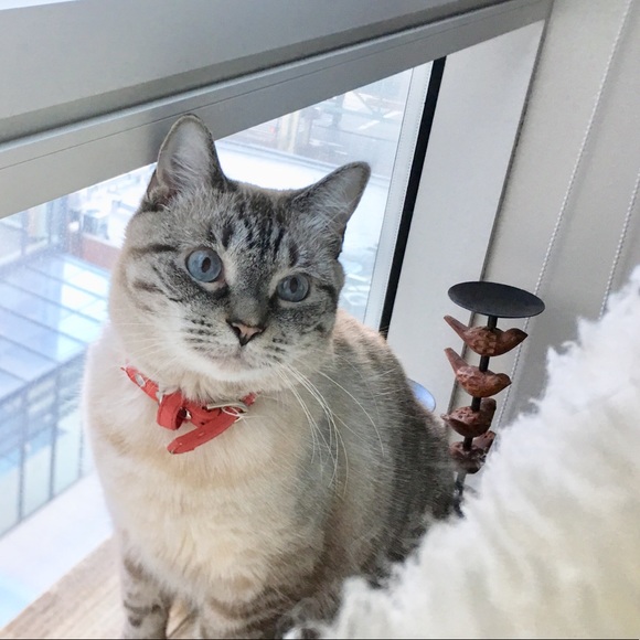 Profile Picture of Rhea ruixuan Ding (@r_ding) on Poshmark