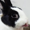 Profile Picture of Alexander Hsu (@@alexanderhsucc) on Tiktok