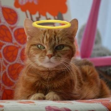 Profile Picture of Louise Angel Poppy (@louise_corke) on Twitter