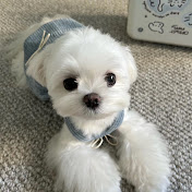 Profile Picture of Howard Sun (@howardsun1167) on Youtube