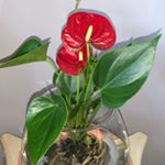 Profile Picture of Heather Lee Tischler (@myfairyplantmother) on Instagram