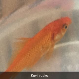 Profile Picture of kevincake1 (@kevincake1) on Instagram