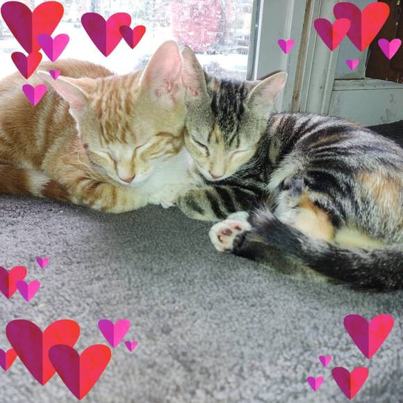 Profile Picture of Shawna Osborne (@shawnaosborne) on Poshmark