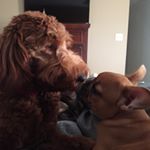 Profile Picture of Ellie Mae and Frankie too (@ellie_frankie_and_bailey_too) on Instagram