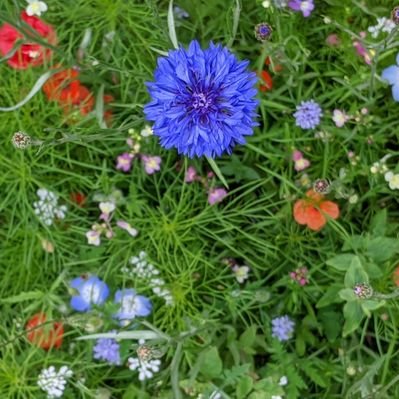 Profile Picture of Julia Teply-Szymanski (@JuTeplySzy) on Twitter