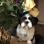 Profile Picture of Nicole Mcwilliams (@nicole.mcwilliams.7792) on Instagram