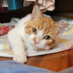 Profile Picture of Lt. Daniel Tiger (@lt.danieltiger) on Instagram