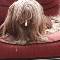 Profile Picture of David A Schleitwiler (@Schleity64) on Twitter