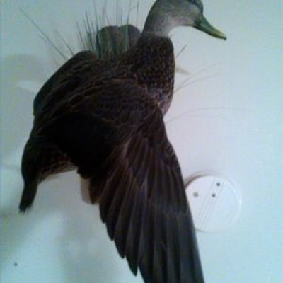 Profile Picture of Bill Durham (@Durham46Durham) on Twitter