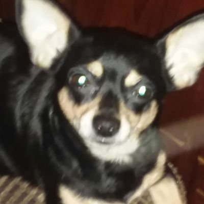 Profile Picture of Anthony Weimer (@AnthonyWeimer3) on Twitter