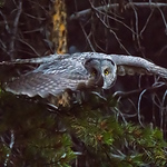 Profile Picture of David Ankeny (@dankeny) on Flickr