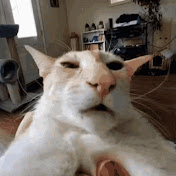 Profile Picture of Alyssa Reid (@alyssareid3735) on Youtube