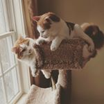 Profile Picture of fonzi_and_tony_with_the_toes (@fonzi_and_tony_with_the_toes) on Instagram