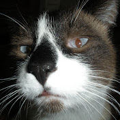 Profile Picture of Andy Kidd (@slamhound58) on Youtube