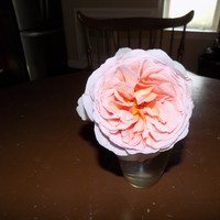 Profile Picture of Donna Evans (@donna-evans-310) on Quora