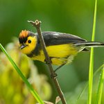 Profile Picture of Andre Whitehead (@andrewhiteheade) on Instagram