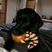 Profile Picture of Brent Starkey (@brent7441) on Pinterest