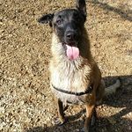 Profile Picture of nero_berger belge malinois (@pamela.muller.77) on Instagram
