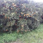 Profile Picture of Andrea adduci (@adduci350) on Instagram