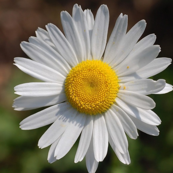 Brooke Bierbaum - Poshmark Profile Picture of Brooke Bierbaum (@bbierbaum2) on Poshmark